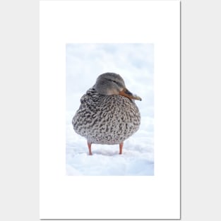 Duck in snow Posters and Art